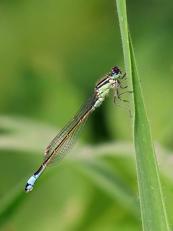 Blue-tailed Damselfly - Ischnura elegans, Worcestershire, , May 2022