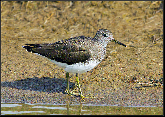 Green Sandpiper, Upton Warren Flashes, 31 March 2011
