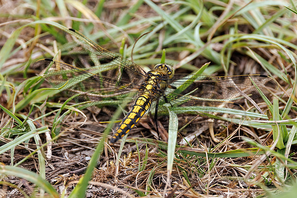 Black-tailed Skimmer - Orthetrum cancellatum, Worcestershire, June 2023