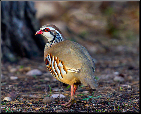 Red-legged Partridge, Warwickshire, 19 January 2012