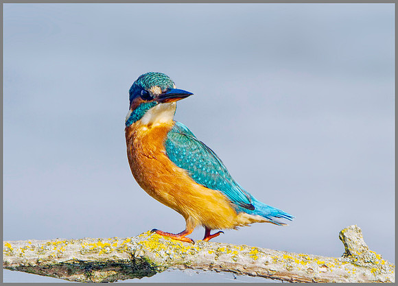 Kingfisher (Alcedo atthis), Upton Warren, September 2014