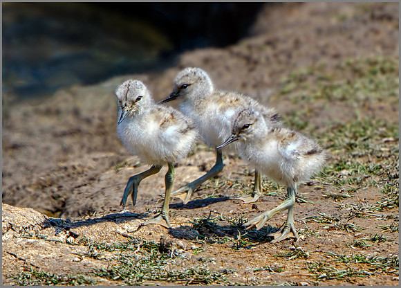 Avocet Chicks (Recurvirostra avosetta),  Upton Warren NR, June 2016