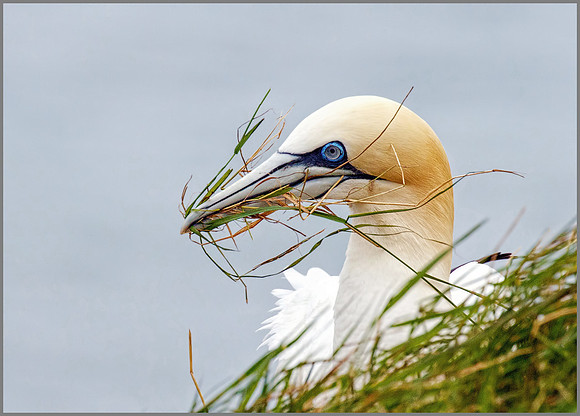 Northern Gannet (Morus bassanus), RSPB Bempton, June 2016