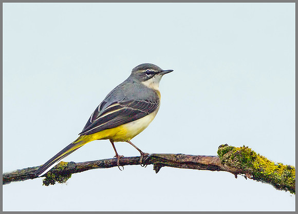 Grey Wagtail (Motacilla cinerea), Upton Warren, October 2014