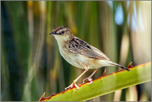 Male Fan-tailed Warbler (Cisticola juncidis), Mallorca, May 2016