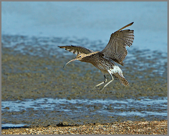 Curlew (Numenius arquata), Upton Warren, September 2013