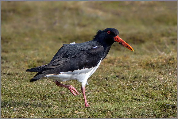 Oystercatcher (Haematopus ostralegus), Upton Warren NR, March 2016