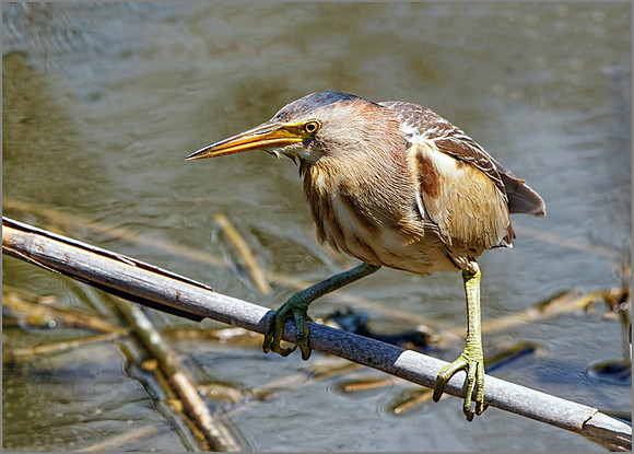 Female Little Bittern (Ixobrychus minutes), Mallorca, May 2016