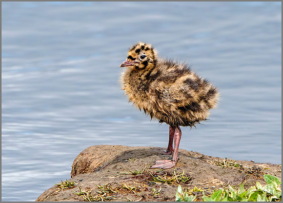 Black-headed Gull Chick (Chroicocephalus ridibundus), Upton Warren NR, July 2016