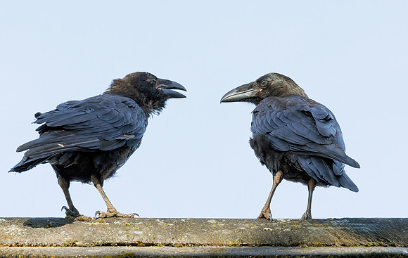 Common Ravens - Corvus corax, Garden, July 2023