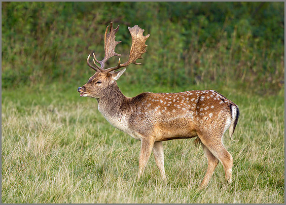 Fallow Deer Buck (Dama dama), Charlecote Park, October 2016