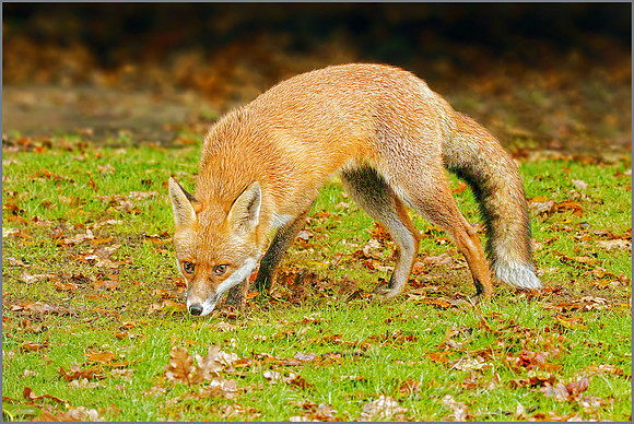 Red Fox (Vulpes vulpes), Garden, November 2016