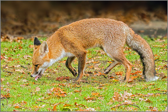 Red Fox (Vulpes vulpes), Garden, November 2016