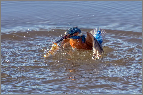 Common Kingfisher (Alcedo atthis), Upton Warren NR, November 2016