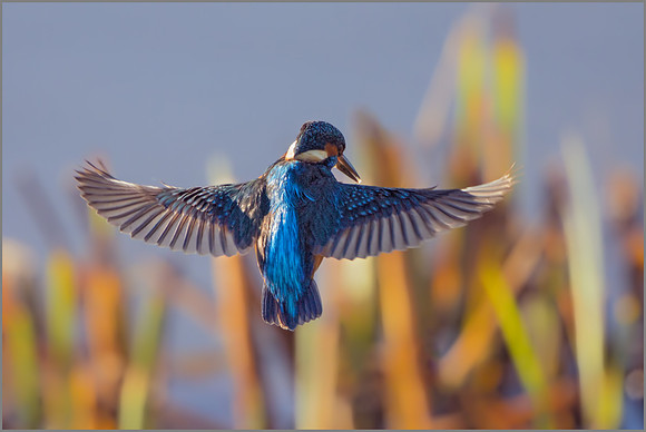 Common Kingfisher (Alcedo atthis), Upton Warren NR, November 2016