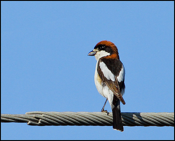 Woodchat Shrike, Mallorca, May 2010