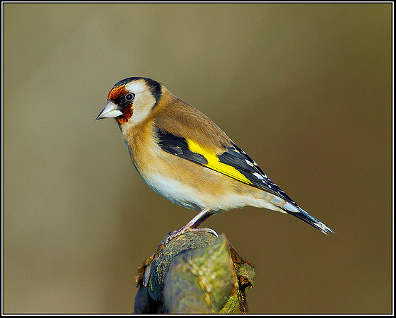 Goldfinch, Bromsgrove, 07 January 2012