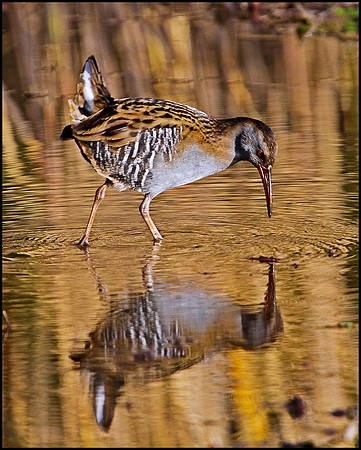 Water Rail, Grimley, December 2009
