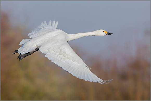 Bewick's Swan (Cygnus columbianus), Slimbridge WWT, November 2016