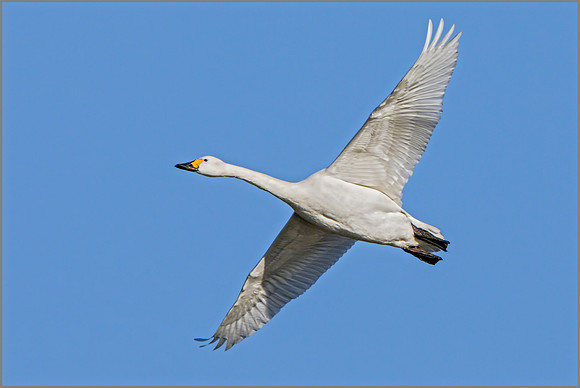 Bewick's Swan (Cygnus columbianus), Slimbridge WWT, November 2016