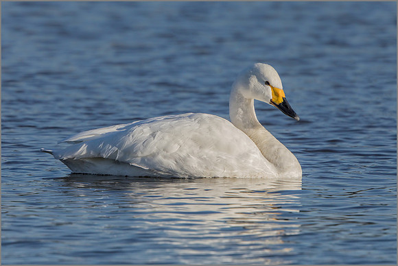 Bewick's Swan (Cygnus columbianus), Slimbridge WWT, November 2016