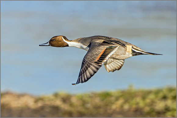 Drake Northern Pintail (Anas acuta), Slimbridge WWT, November 2016