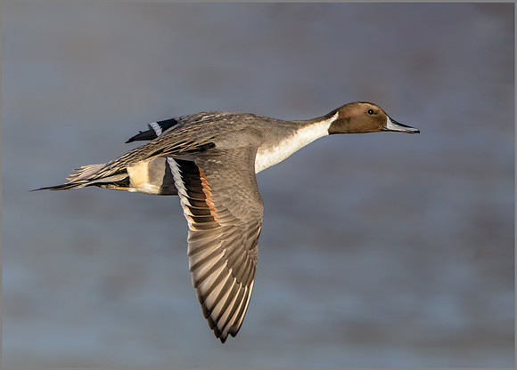 Drake Northern Pintail (Anas acuta), Slimbridge WWT, November 2016