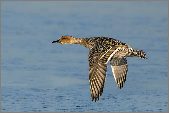 Female Northern Pintail (Anas acuta), Slimbridge WWT, November 2016