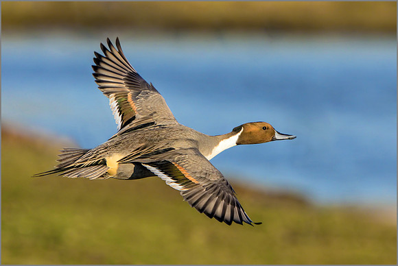 Drake Northern Pintail (Anas acuta), Slimbridge WWT, November 2016