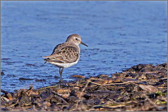 Little Stint (Calidris minuta), Slimbridge WWT, November 2016