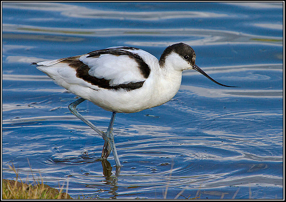 Avocet, Upton Warren Flashes, 07 March 2012