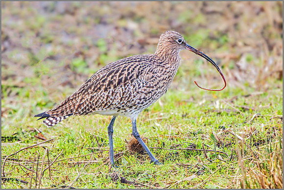 Eurasian Curlew (Numenius arquata), Upton Warren NR, December 2016