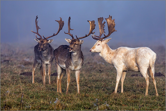 Fallow Deer (Dama dama), Charlecote Park, December 2016