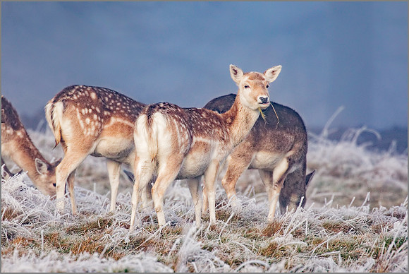 Fallow Deer Does (Dama dama), Charlecote Park, December 2016