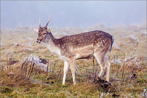 Fallow Deer (Dama dama), Charlecote Park, December 2016