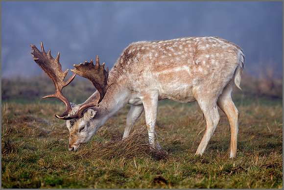 Fallow Deer Buck (Dama dama), Charlecote Park, December 2016