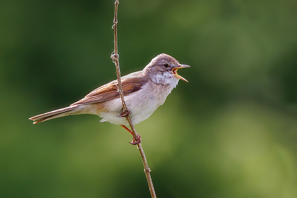 Common Whitethroat - Sylvia communis, Norfolk, May 2022