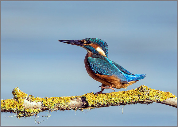 Common Kingfisher (Alcedo atthis), Upton Warren NR, October 2016
