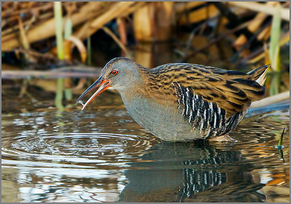 Water Rail (Rallus aquaticus), Marsh Lane NR, December 2013