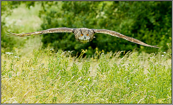 European Eagle Owl (Bubo bubo), Gloucestershire, 29 June 2012