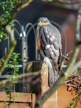 Eurasian Sparrowhawk - Acipiter nisus, Garden, January 2021