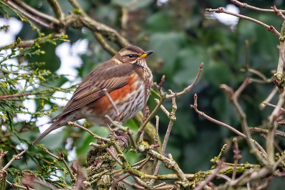 Redwing - Turdus iliacus, Garden, February 2021