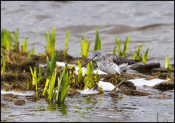 Greenshank, Upton Warren Moors, 04 April 2010