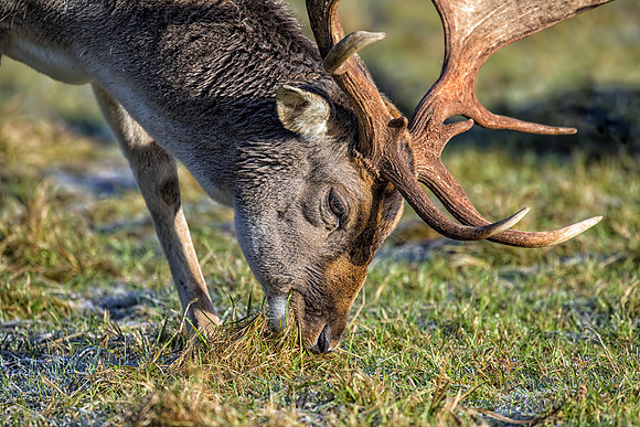 Fallow Deer Buck (Dama dama), Charlecote Park, January 2017