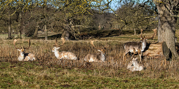 Fallow Deer Bucks (Dama dama), Charlecote Park, January 2017