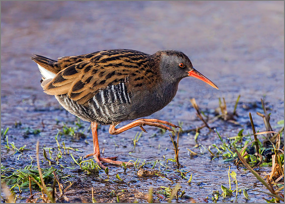 Water Rail (Rallus aquaticus), Slimbridge WWT, January 2017