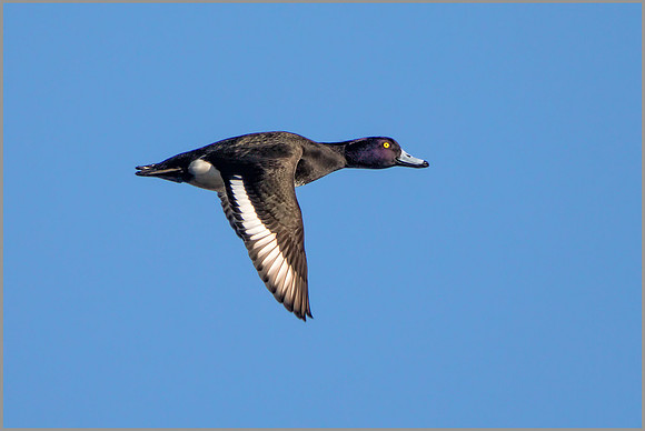 Drake Tufted Duck - Aythya fuligula, Slimbridge WWT, January 2017