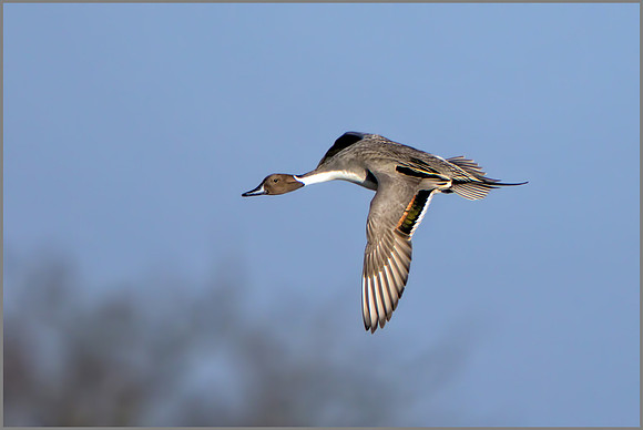 Drake Northern Pintail - Anas acuta, Slimbridge WWT, January 2017