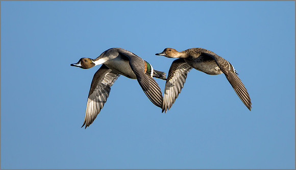 Northern Pintails - Anas acuta, Slimbridge WWT, January 2017