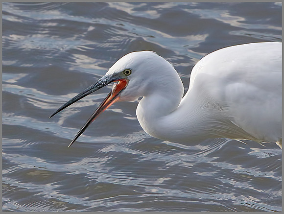 Little Egret (Egretta garzetta), Upton Warren, 05 November 2014